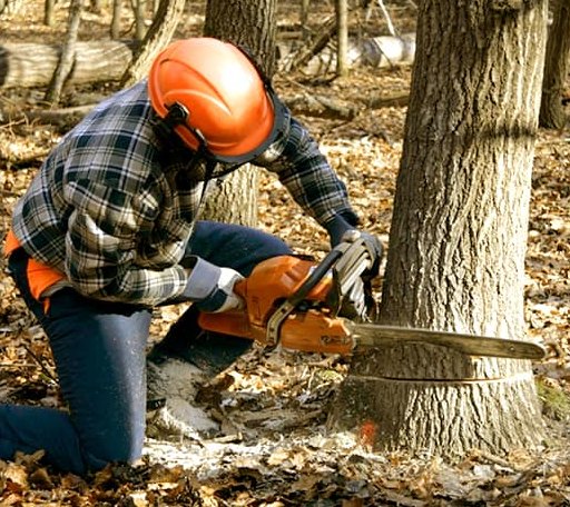 Tree Removal in Fairfax Station, VA